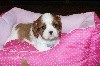 CHIOT femelle Noukie