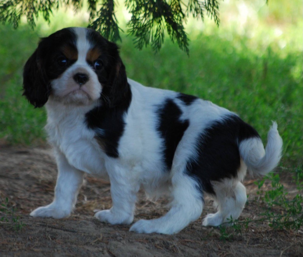 du Mont D'Alesia - Chiot disponible  - Cavalier King Charles Spaniel