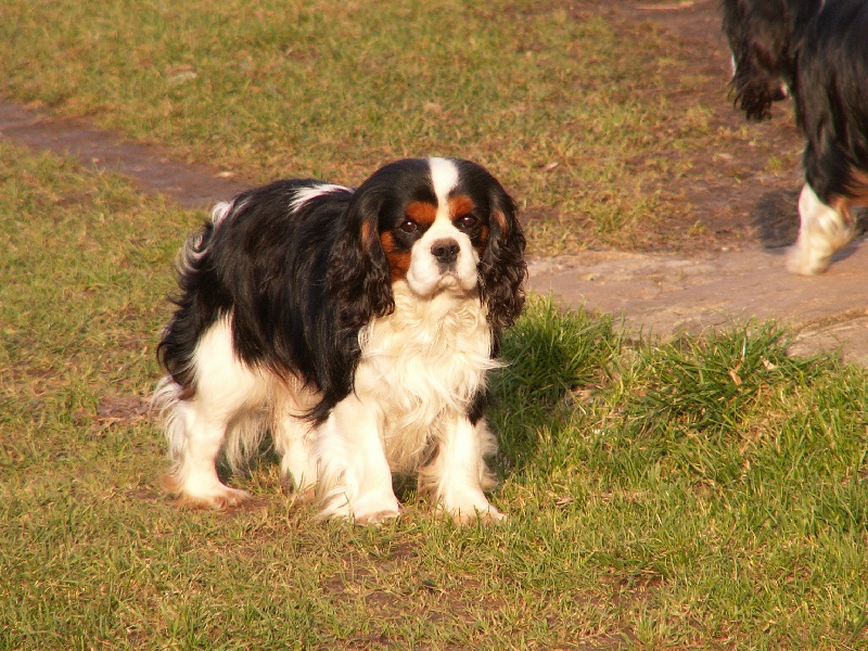 CH. Ulyk du Mont D'Alesia