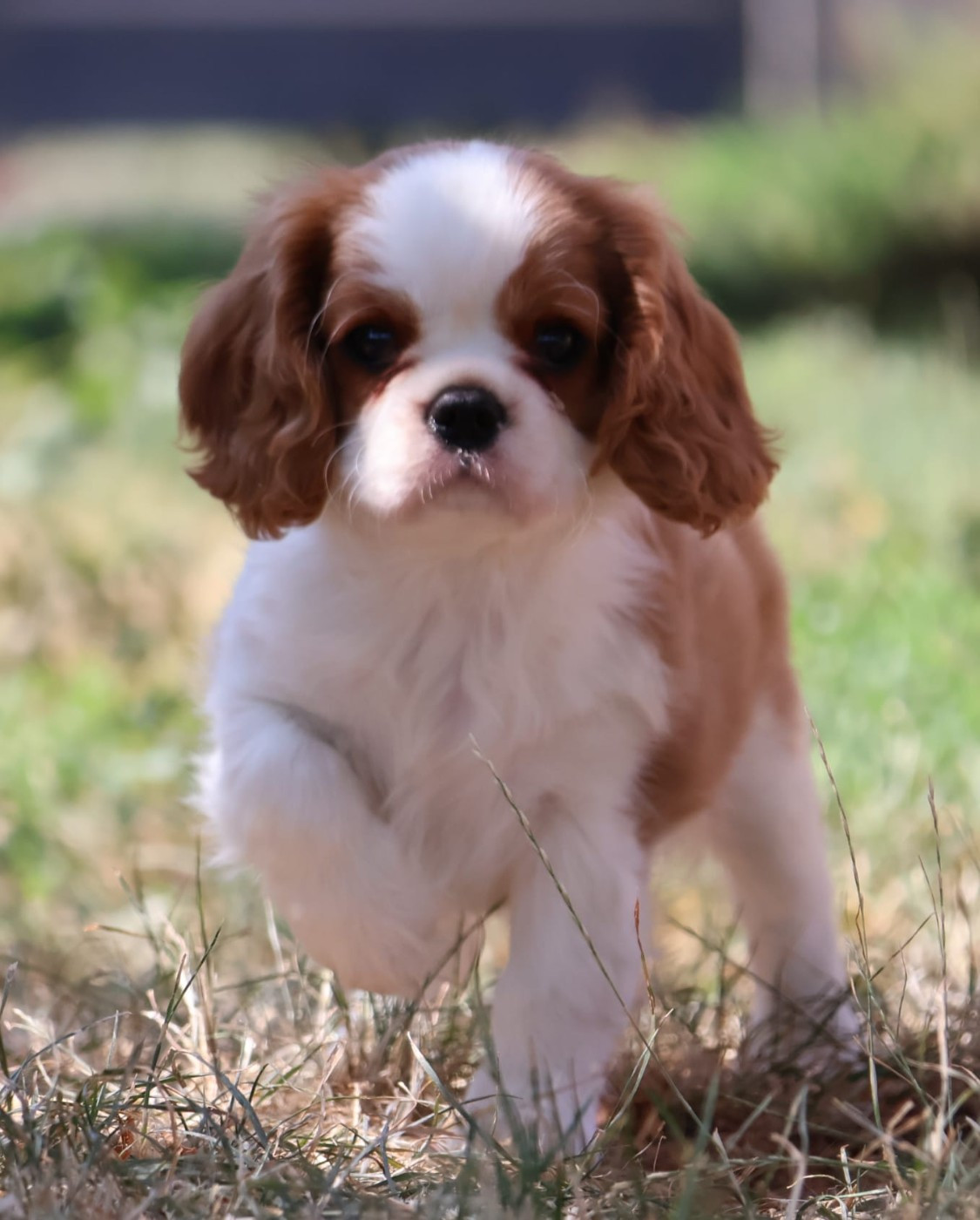 du Mont D'Alesia - Chiots disponibles - Cavalier King Charles Spaniel