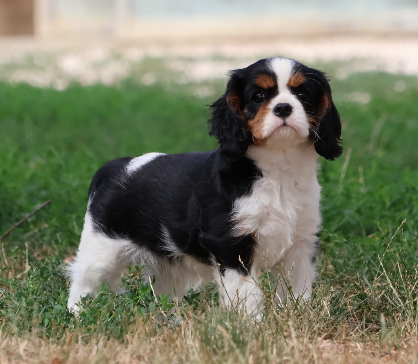 du Mont D'Alesia - Chiots disponibles - Cavalier King Charles Spaniel